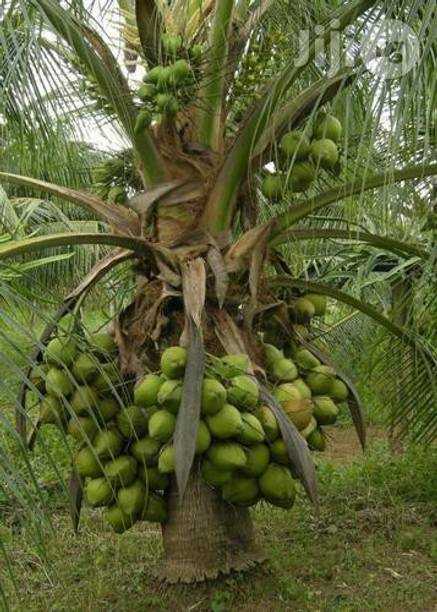 Nandini business group Coconut Plant