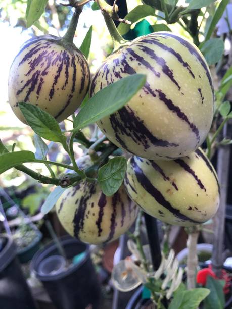 RudraECOM Papaya Plant