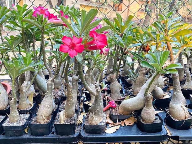 Greenoais Adenium Plant