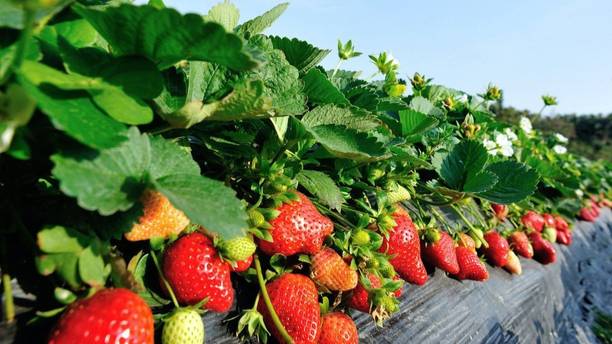 Wrenna Strawberry Plant