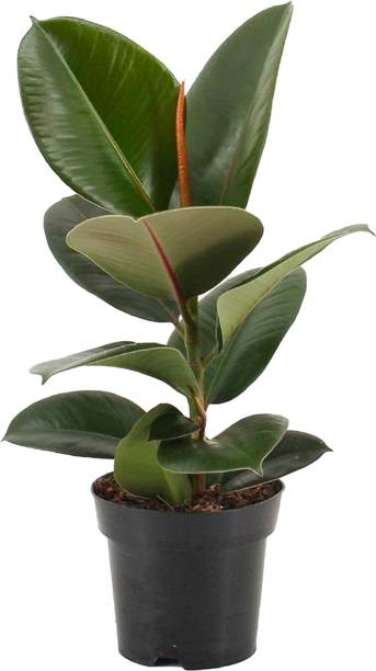 InGreen Rubber Tree