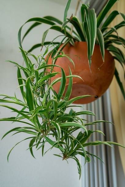 Adrita Spider Plant