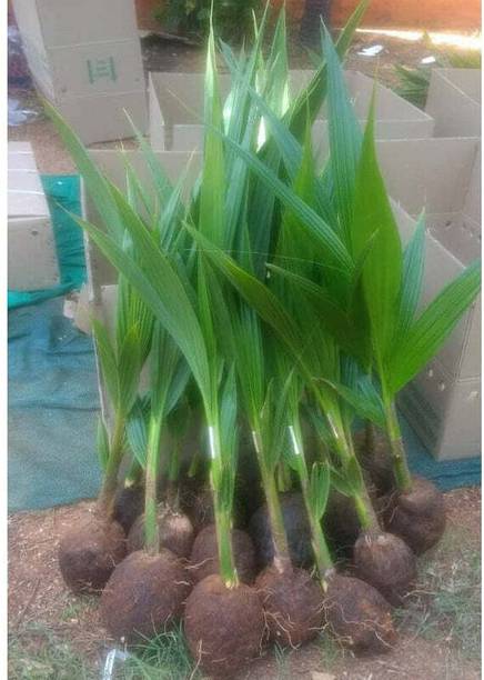 HavenNursary Coconut Plant