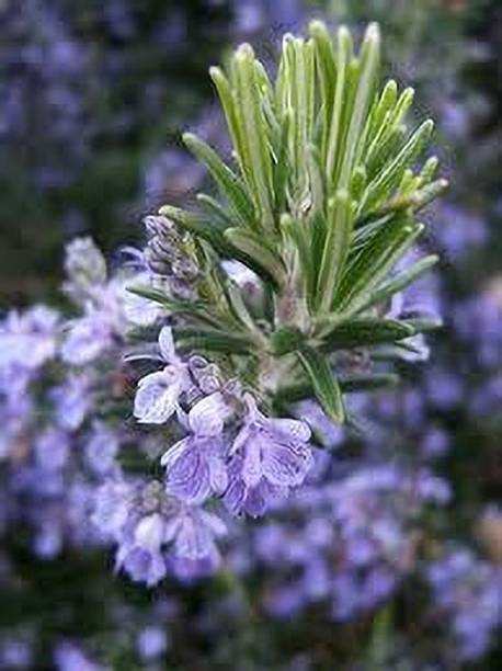 Platone Rosemary Plant