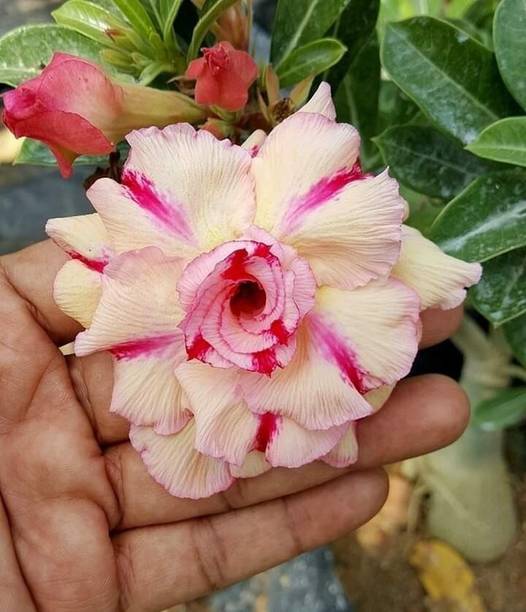 SHREYAGREEN Adenium Plant