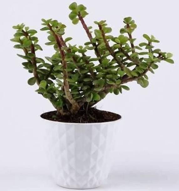 AgnesNursery Jade Plant