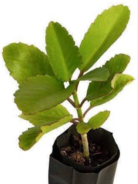 greenhousestore Bryophyllum Pinnatum/Patharchatta Plant