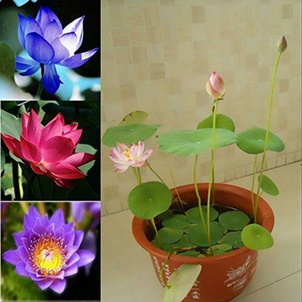 LEUMAZAQ Lotus Plant