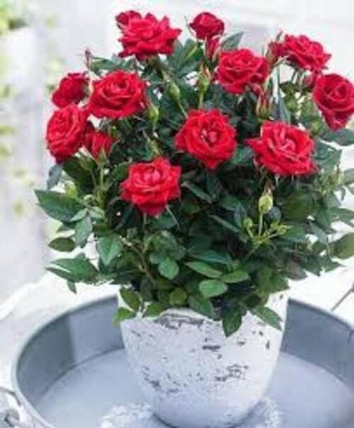 RasmoniGreen Rose Plant