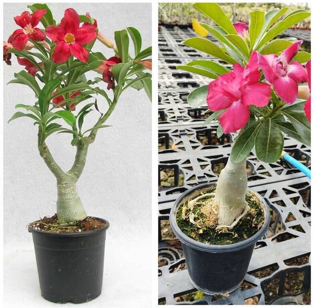 GreenyOn Adenium Plant