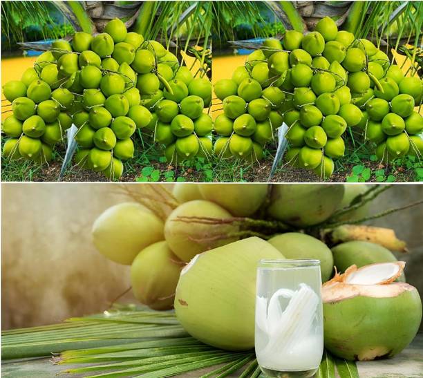 SBGARDEN Coconut Plant