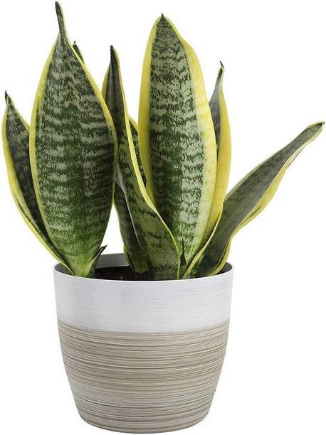 Barnaby Snake Plant