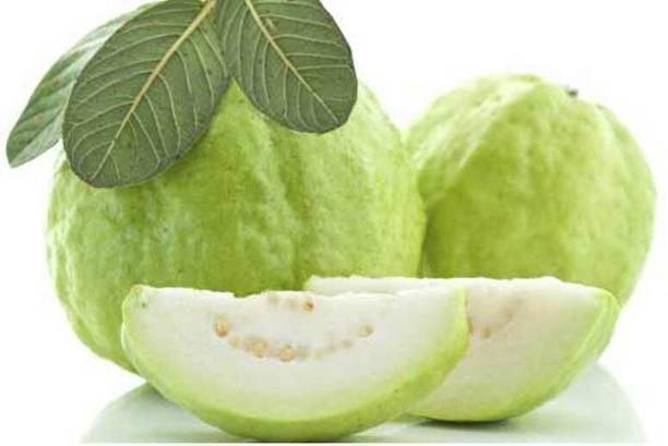 greenhousestore Guava Plant