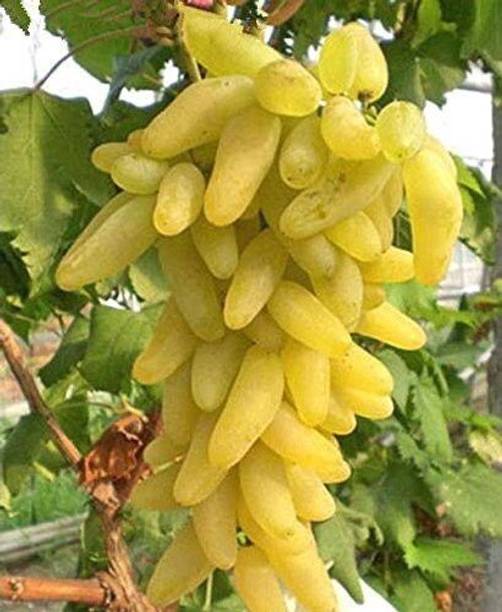 Aclipastal Grapes Plant