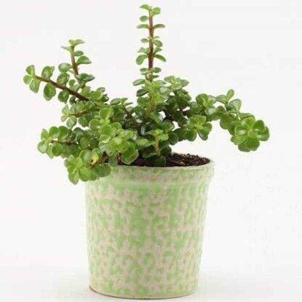 Aclipastal Jade Plant