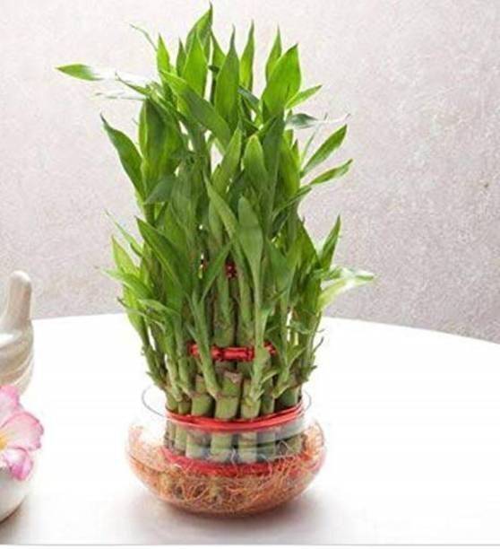 GreenyOn Two Layer Bamboo Plant