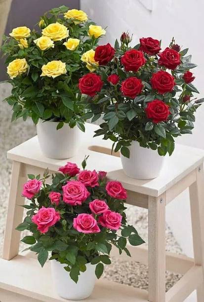 BloomShadow Rose Plant