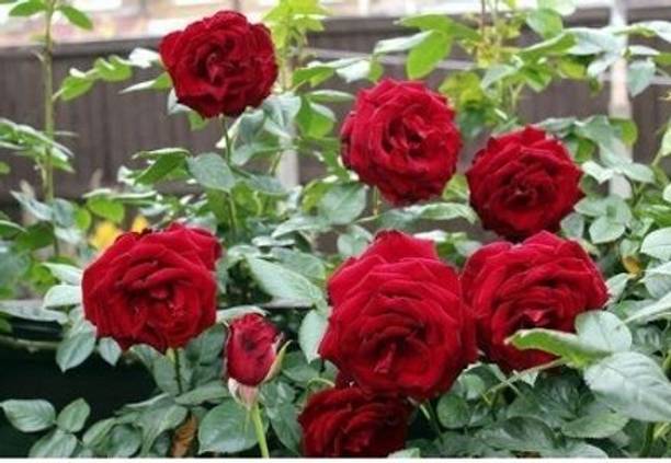 Rozaliya Rose Plant