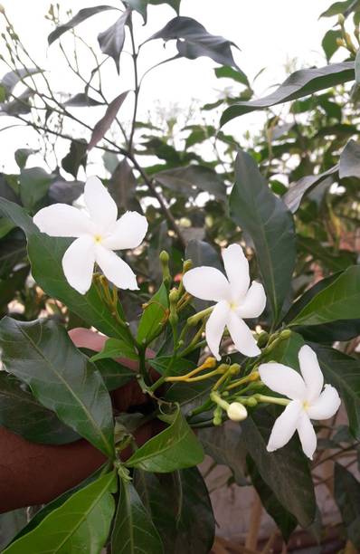Adrita Jasmine Plant