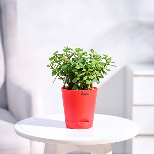 UGAOO Jade Plant
