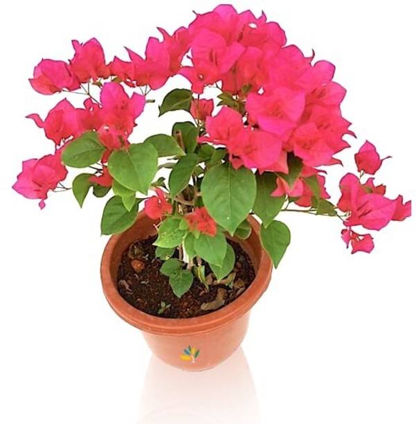 Agacha Bougainvillea Plant