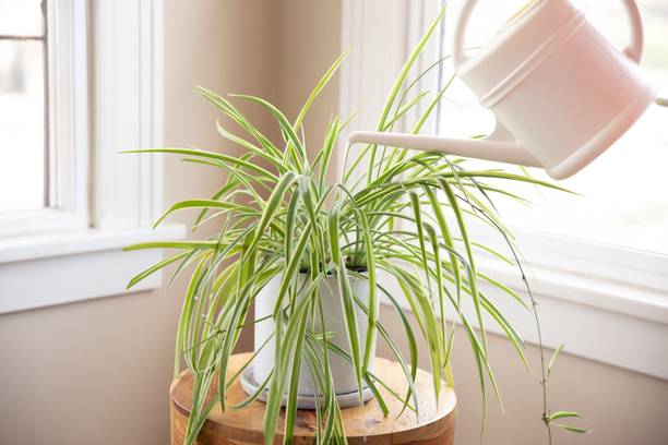 Aclipastal Spider Plant