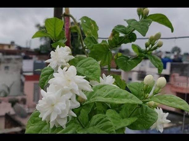 Rozaliya Jasmine Plant