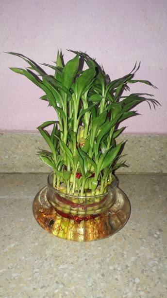 GreenyOn Two Layer Bamboo Plant