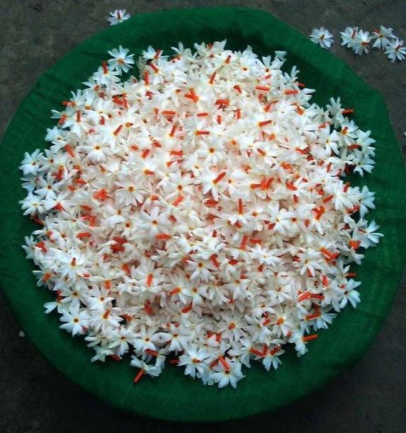 saha enterprise Parijat/Harsingar Plant