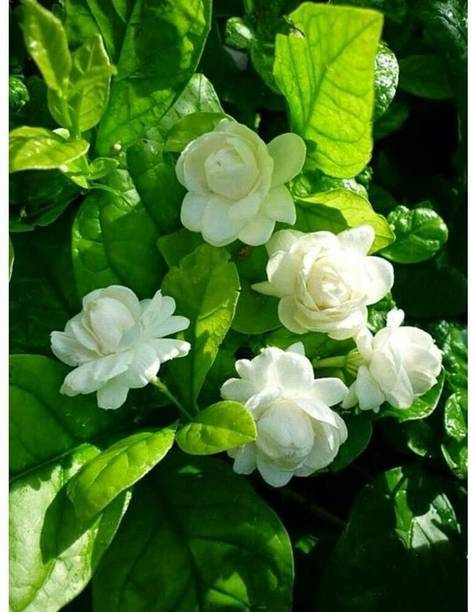 MagicQueen Jasmine Plant