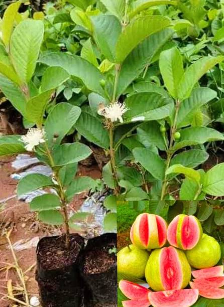 बडिंग ब्यूटी अमरुद का पौधा पौधा