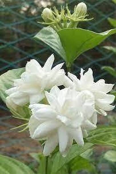 AgnesNursery Jasmine Plant