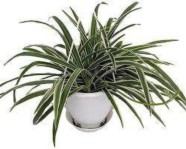 Adrita Spider Plant