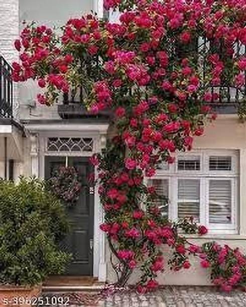 RasmoniGreen Rose Plant