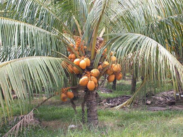 Khushi Prova Coconut Plant