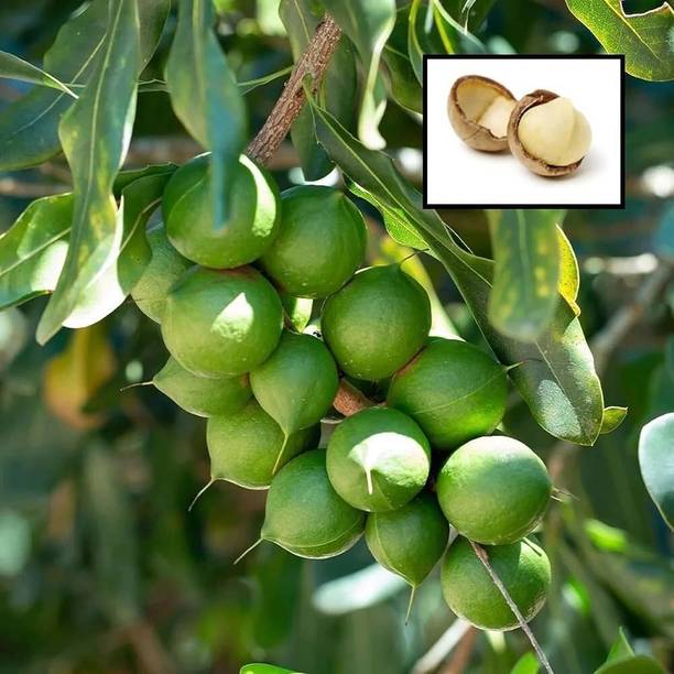 Bakuchi Peanut Plant