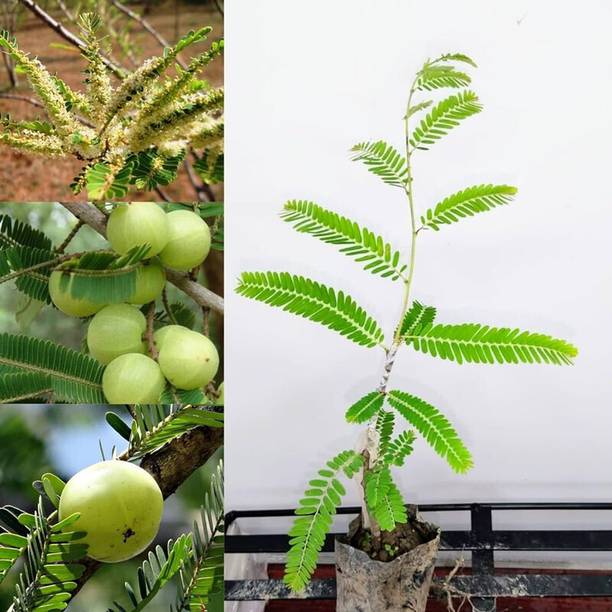 Greenery Nursery Amla Plant