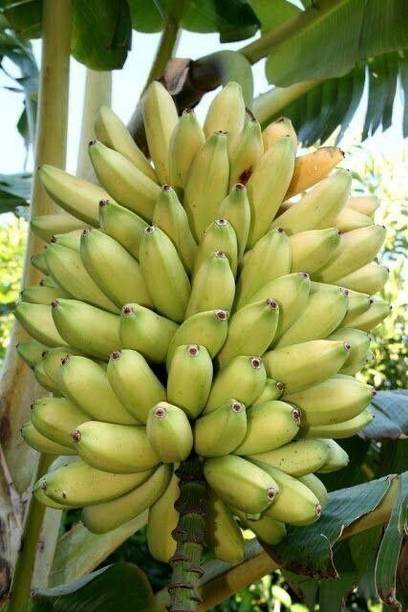 AGNES Banana Plant