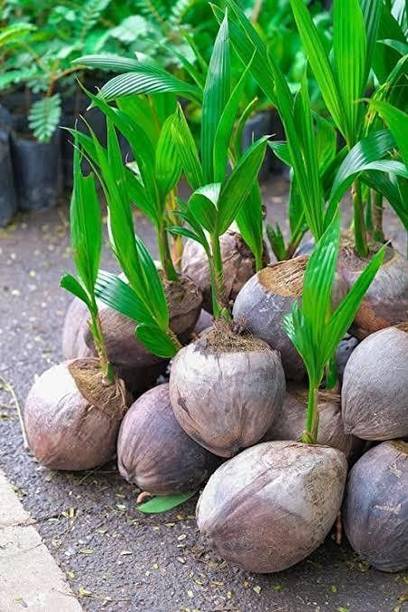AGNES Coconut Plant