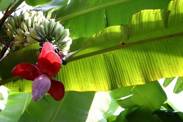 GREENCITY Banana Plant