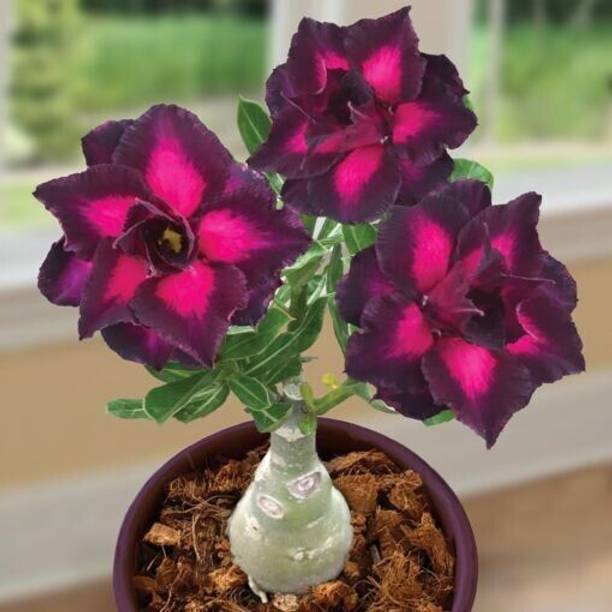 Wrenna Adenium Plant