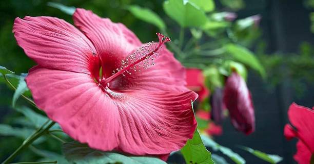 Adrita Hibiscus Plant