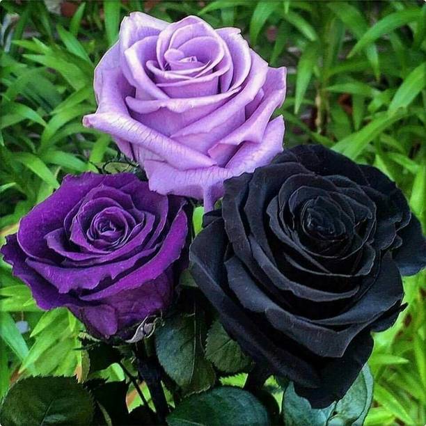 FSK Rose Plant