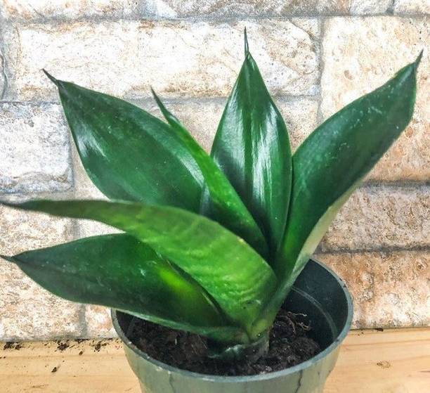 Adrita Snake Plant