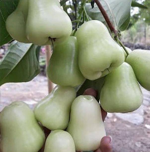 KrishnaNursery Jamun Plant