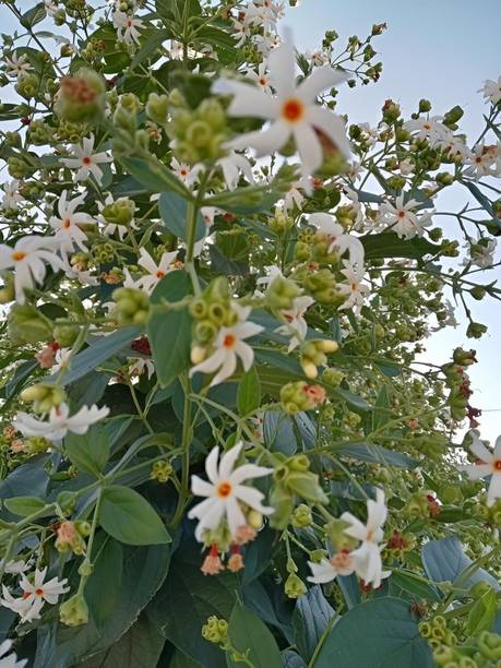 SHREYAGREEN Parijat/Harsingar Plant