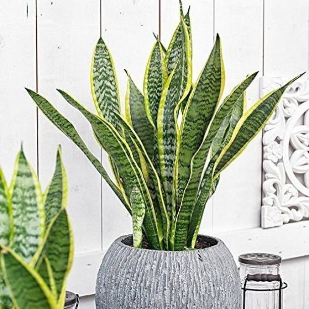 Adrita Snake Plant