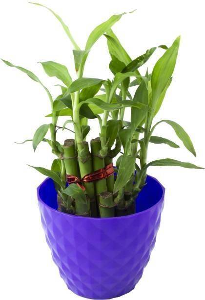 PetalPath Two Layer Bamboo Plant