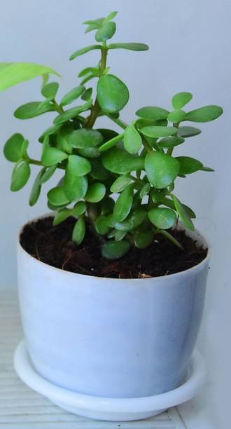 SHREYAGREEN Jade Plant