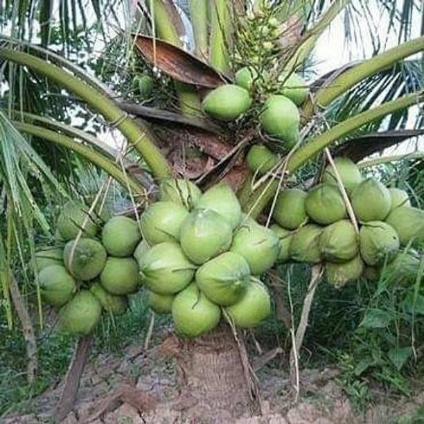 SBGARDEN Coconut Plant